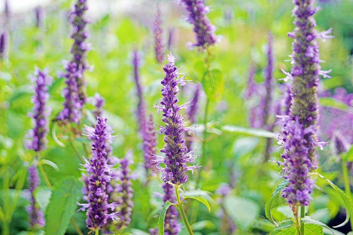Agastache anízová (Agastache foeniculum)