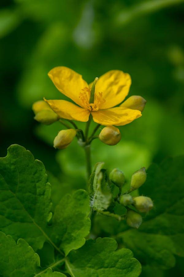 Lastovičník väčší (Chelidonium majus)
