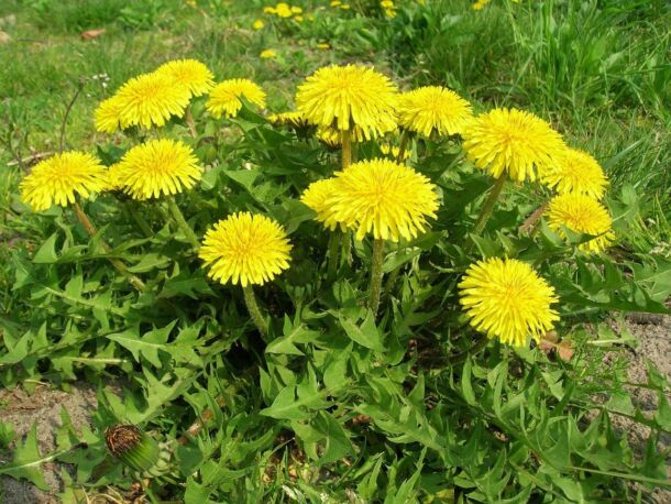 Púpava lekárska (taraxacum officinale)