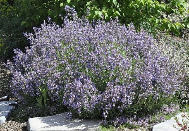 Šalvia lekárska (Salvia officinalis)