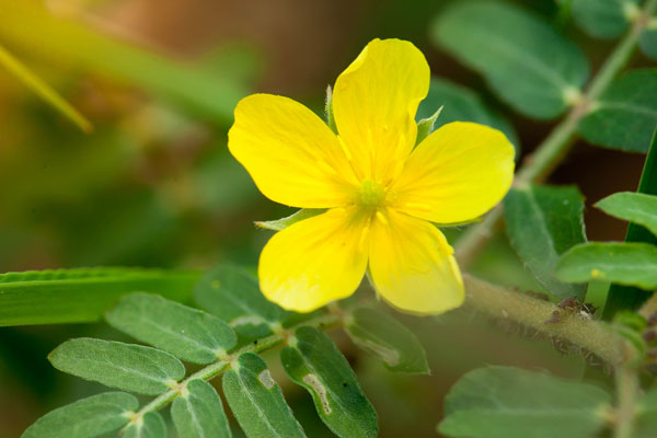Kotvičník zemný (Tribulus terrestris)