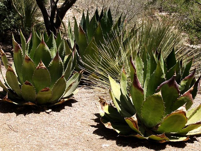 Agáve americká (Agave americana)