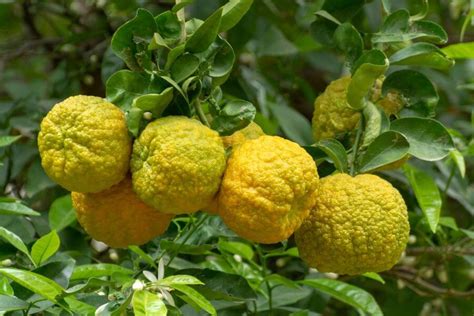 Bergamot (Citrus bergamia)