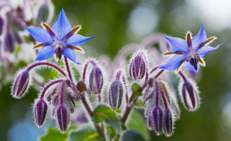 Borák lekársky (Borago officinalis)