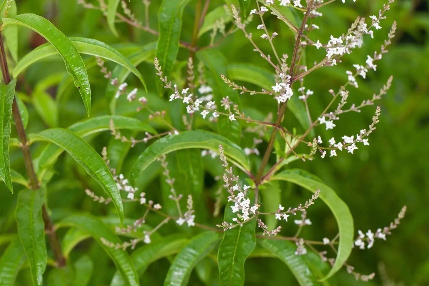 Alojzia citrónová (Aloysia citrodora)