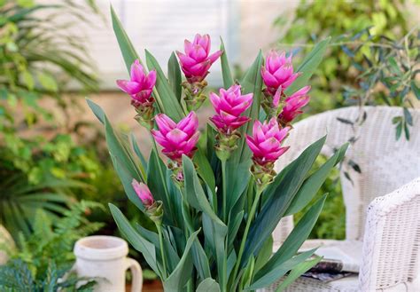 Kurkuma dlhá (Curcuma longa)