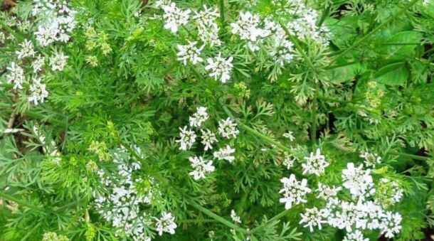 Koriander siaty (Coriandrum sativum)