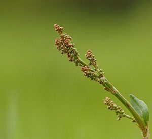 Šťovík kyslý (Rumex acetosa)