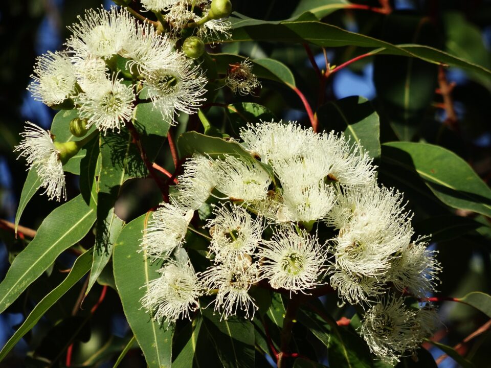 Eukalyptus guľatoplodý (Eucalyptus globulus)