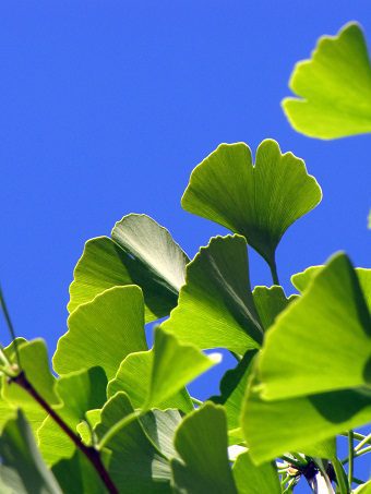 Ginkgo dvojlaločné (Ginkgo biloba)