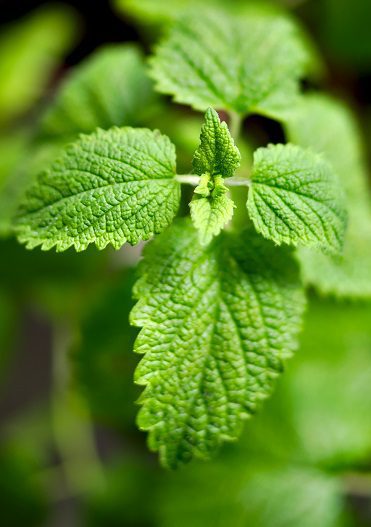 Medovka lekárska (Melissa officinalis)