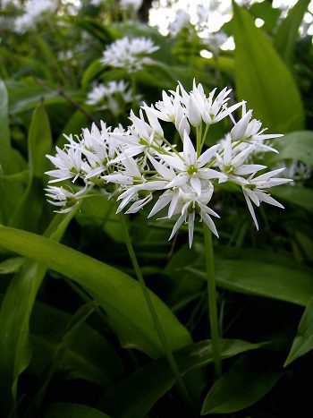 Medvedí cesnak (Allium ursinum)