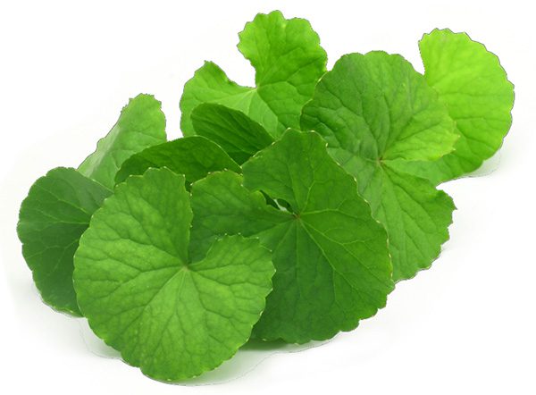 Pupečník ázijský (Centella asiatica)