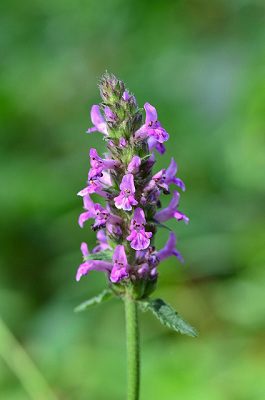 Betonika obyčajná (Stachys officinalis)