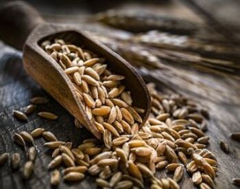 Pšenica turanská (Triticum turanicum)