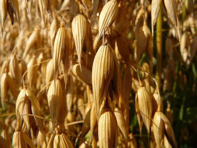 Ovos siaty (Avena sativa)