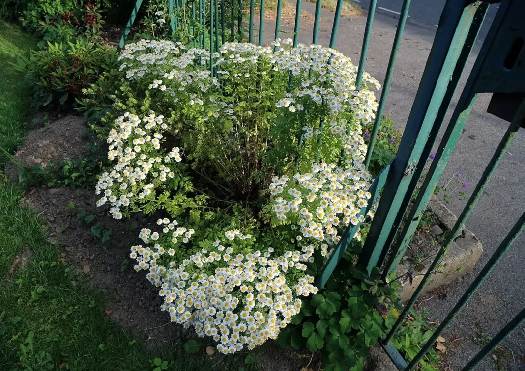Rimbaba obyčajná (Tanacetum parthenium)