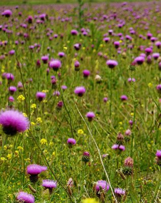 Ostropestrec mariánsky (Silybum marianum)