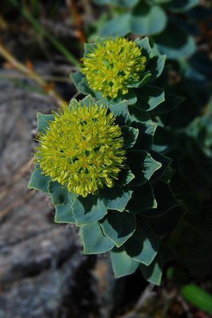 Rozchodnica ružová (Rhodiola rosea)