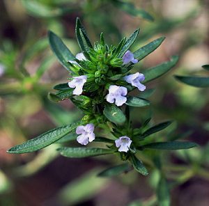 Saturejka záhradná (Satureja hortensis)