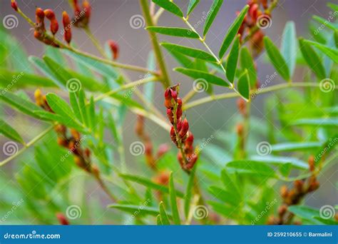 Sladké drievko (Glycyrrhiza glabra)