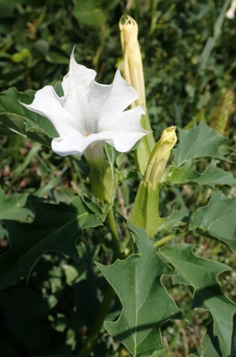 Durman obyčajný (Datura stramonium)