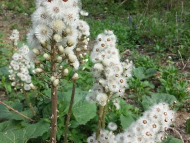 Deväťsil lekársky (Petasites hybridus)