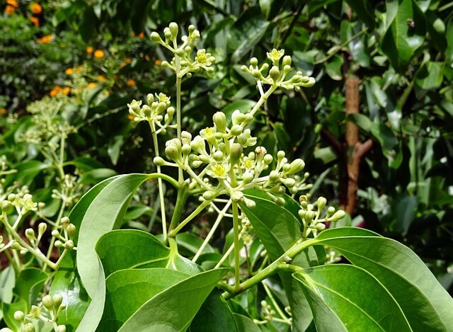Gáfrovník lekársky (Cinnamomum camphora)