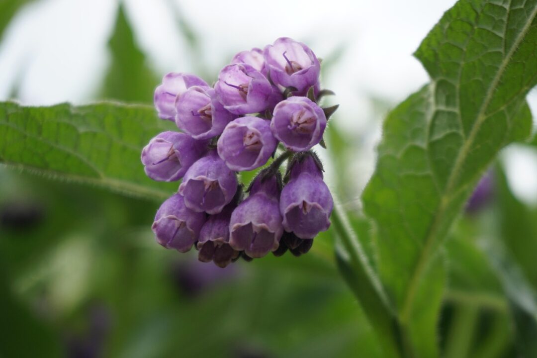 Kostihoj lekársky (Symphytum officinale)