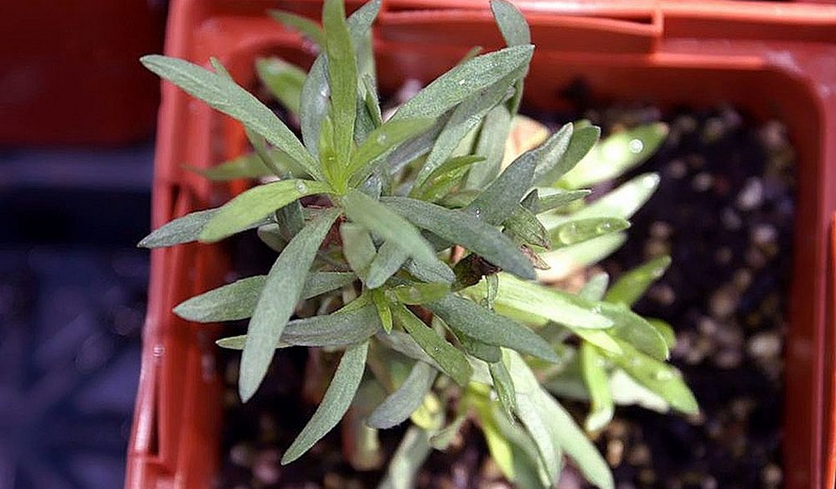 Palina brotan (Artemisia abrotanum)