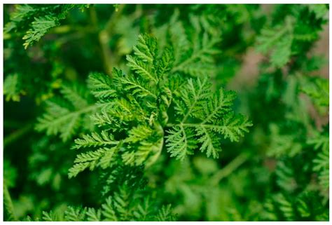 Palina ročná (Artemisia annua)