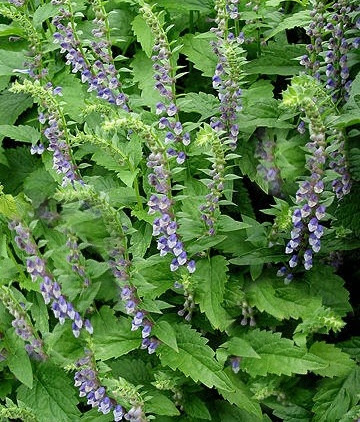 Šišiak stranokvetý (Scutellaria lateriflora)