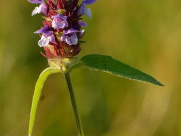 Čiernohlávok obyčajný (Prunella vulgaris)
