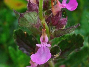 Hrdobarka – grécky horský čaj (Sideritis scardica)
