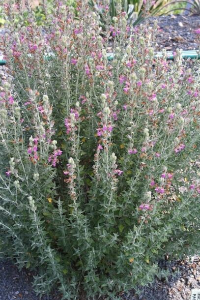 Hrdobarka – grécky horský čaj (Sideritis scardica)
