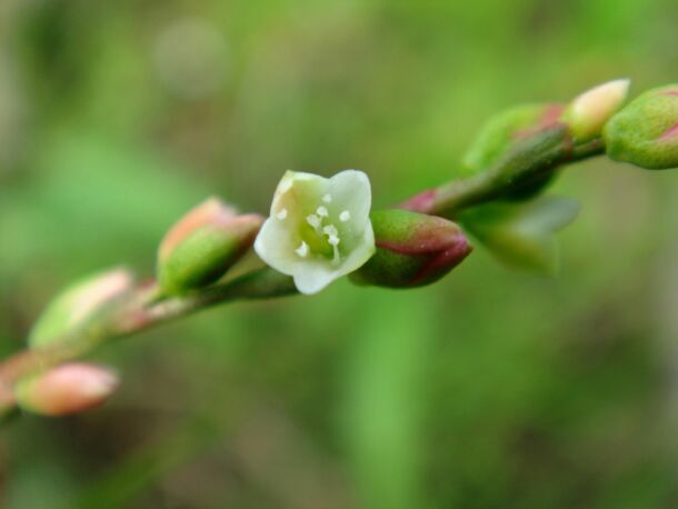 Horčiak pieprový (Persicaria hydropiper)