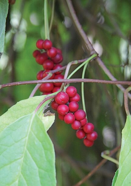 Klanopraška čínska (Schisandra chinensis)