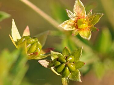 Nátržník vzpriamený (Potentilla erecta)