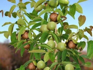Orech kráľovský (Juglans regia)