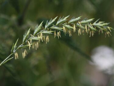 Pýr plazivý (Elymus repens)