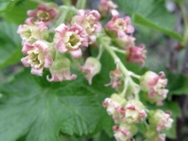 Ríbezľa čierna (Ribes nigrum)