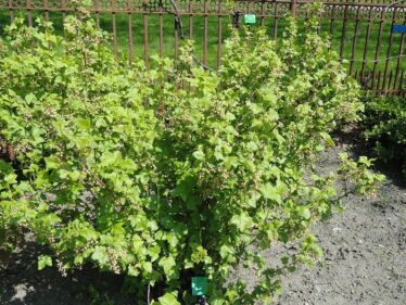 Ríbezľa čierna (Ribes nigrum)
