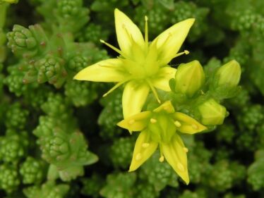 Rozchodník prudký (Sedum telephium)