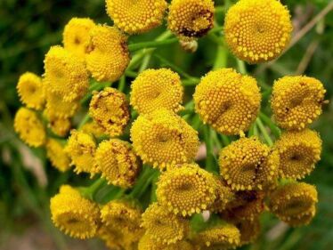 Vratič obyčajný (Tanacetum vulgare)