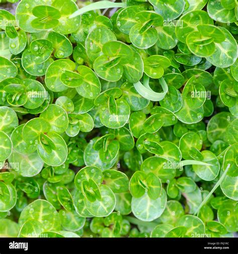 Žerucha lekárska (Nasturtium officinale)