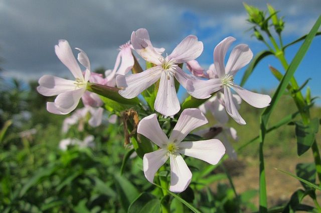 Mydlica lekárska (Saponaria officinalis)