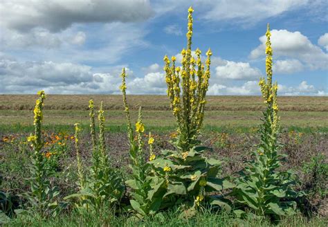 Divozel veľkokvetý (Verbascum thapsus)