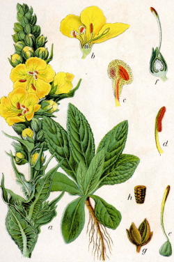 Divozel malokvetý (Verbascum thapsus)