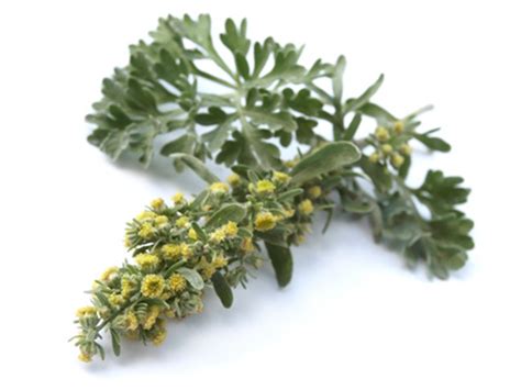 Palina pravá (Artemisia absinthium)