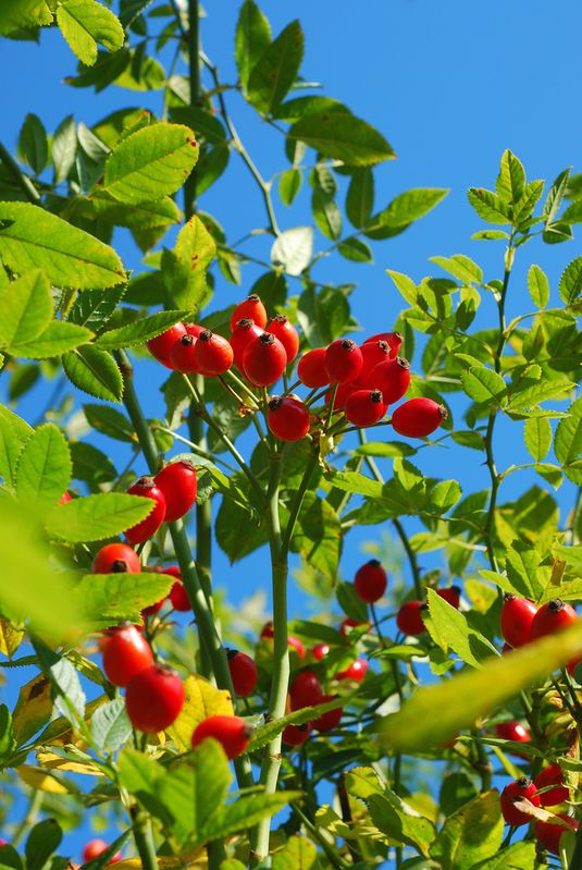 Ruža šípová (Rosa canina)